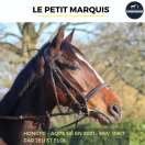 SUPERBE HONGRE - LE PETIT MARQUIS - 4 ANS 