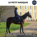 SUPERBE HONGRE - LE PETIT MARQUIS - 4 ANS 