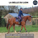 MAGNIFIQUE JUMENT - LA BELLE DU LION - 4 ANS 