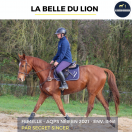 MAGNIFIQUE JUMENT - LA BELLE DU LION - 4 ANS 