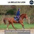 MAGNIFIQUE JUMENT - LA BELLE DU LION - 4 ANS 