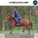 MAGNIFIQUE JUMENT - LA BELLE DU LION - 4 ANS 