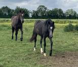 Pouliche New Forest 