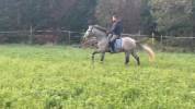 Hongre PRE 3 ans, cheval d'avenir