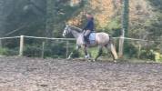 Hongre PRE 3 ans, cheval d'avenir