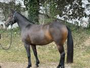 À vendre ponette PFS 5 ans 