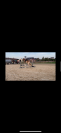 Poney haflinger 1m43 à vendre