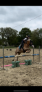 Poney haflinger 1m43 à vendre
