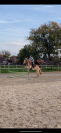 Poney haflinger 1m43 à vendre