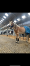 Poney haflinger 1m43 à vendre