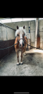 Poney haflinger 1m43 à vendre
