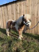 Sylver ONC type shetland 