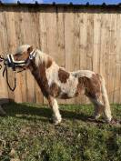 Sylver ONC type shetland 