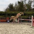 Ponette typée obstacle 140cm