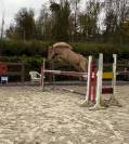 Ponette typée obstacle 140cm