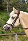 A LOUER TRES RARE OPPORTUNITE, EXCELLENT PONEY DE SPORT