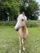 A LOUER TRES RARE OPPORTUNITE, EXCELLENT PONEY DE SPORT