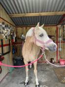 A LOUER TRES RARE OPPORTUNITE, EXCELLENT PONEY DE SPORT