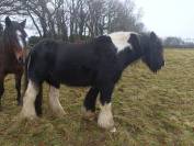 irish cob