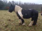 irish cob