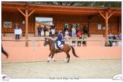 Hongre NF 11 ans As1 dressage/P1 CSO