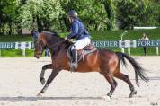 Hongre NF 11 ans As1 dressage/P1 CSO