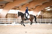 Hongre NF 11 ans As1 dressage/P1 CSO