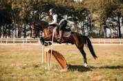 Hongre NF 11 ans As1 dressage/P1 CSO