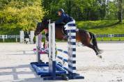 Hongre NF 11 ans As1 dressage/P1 CSO