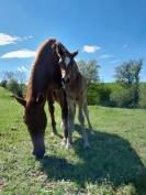 Poney new-forest de croisement 