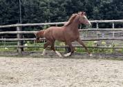 Mâle de dressage, 2 ans, à vendre 