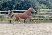 Mâle de dressage, 2 ans, à vendre 