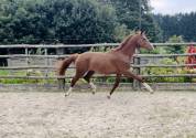 Mâle de dressage, 2 ans, à vendre 