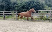 Mâle de dressage, 2 ans, à vendre 