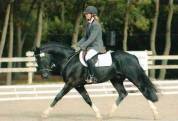 Welsh cob 1an