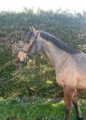 A VENDRE CHEVAL DE 5 ANS