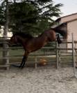 A VENDRE CHEVAL DE 5 ANS