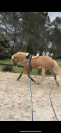 Saillie  magnifique étalon QH palomino splash !! 