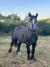 Entier percheron 