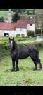 Entier percheron 