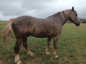 Cheval : Cob Normand à vendre