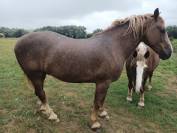 Cheval : Cob Normand à vendre