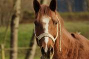 JOEYSON, cheval hongre Quarter Horse, 10 ans