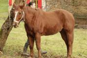 JOEYSON, cheval hongre Quarter Horse, 10 ans