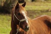 JOEYSON, cheval hongre Quarter Horse, 10 ans