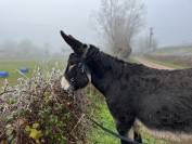 Vends hongre typé grand noir du berry