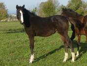 yearling SF pour loisir/repro