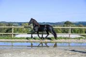 Storm entier frison de 4 ans monté et attelé