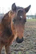 Poulain Quarter Horse PP 05/2024