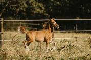 Poney français de selle 